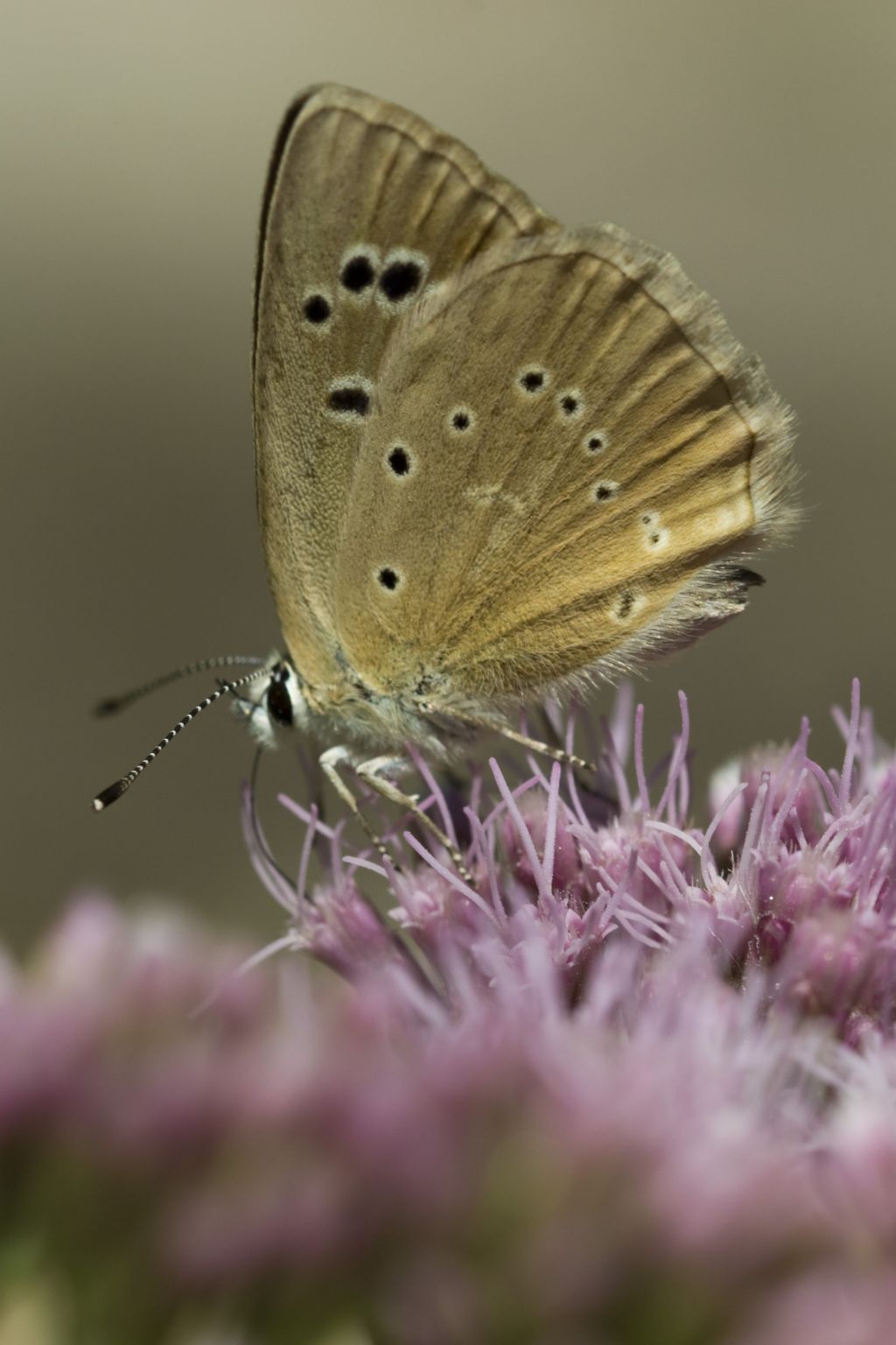 Polyommatus virgilius?